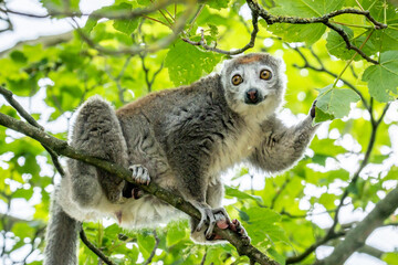 Crowned Lemurin tree