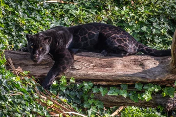 Fototapeten Panther Black Jaguar on tree trunk  © Peter Robinson
