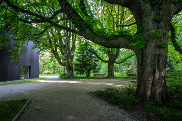 Alte Bäume im Stadgarten in Bottrop