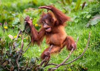 Young Sumatran Orangutan playing © Peter Robinson