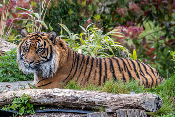Sumatran Tiger at rest