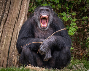 Wide mouthed chimpanzee
