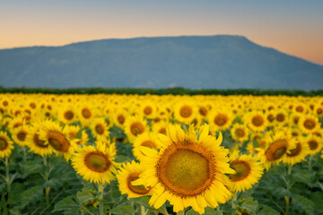 Sunflowers at khao chin lae in sunlight with winter sky and white clouds Agriculture sunflower field