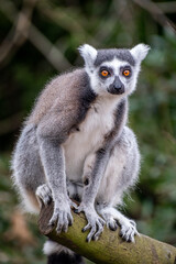 Ring tailed lemur sitting