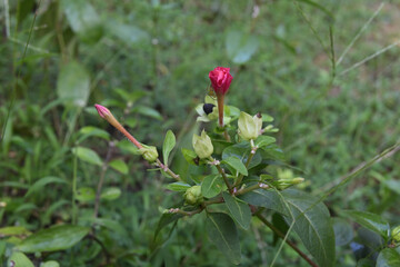 A lynx spider hiding in a flower stem below a blooming Four o'clock flower bud
