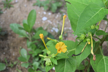 In the evening, a yellow colored Marvel of Peru flower blooms, high angle view