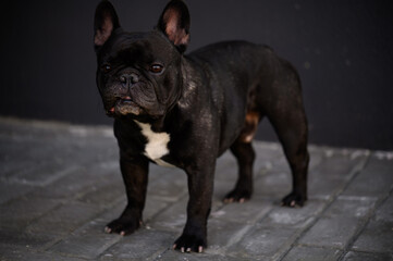 Portrait of a sad Black French bulldog stands outside , sadly looks around,waiting for his owner,bored.Pet life concept