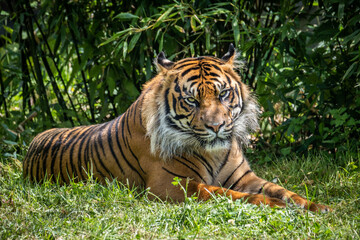 Sumatran Tiger at rest