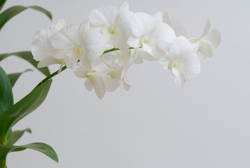 Obraz premium Close-up macro soft focus water drop on petal white orchid flower tropical forest plant blossom white background.nature spring flora desktop wallpaper,spa banner poster,website cover design.