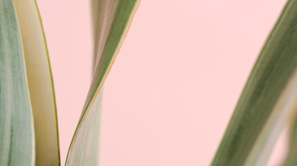 Close up macro sansevieria trifasciata cv pattern leave texture abstract pink pastel background.Leaf minimal desktop wallpaper,nature flora botanical summer plant backdrop,banner website cover design.