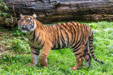 Sumatran Tiger