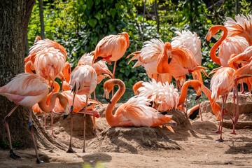 Caribbean Flamingos at rest