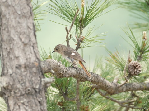 cute wild bird