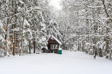 Trees covered with snow in winter.