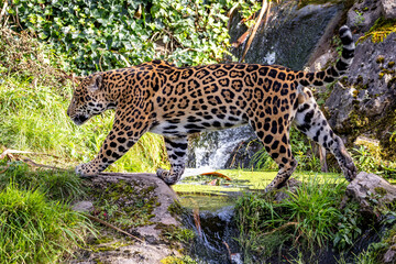Jaguar prowling