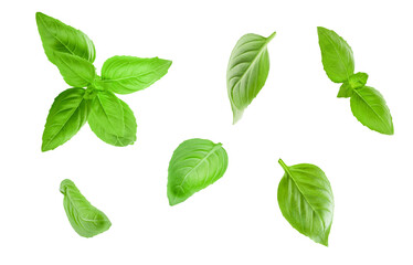 Basil leaves isolated in white. Set of flying basil leaves. Ingredient, spice for cooking. Food levitation concept. Green basil leaves collection top view.