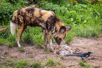 Painted Dog with meal
