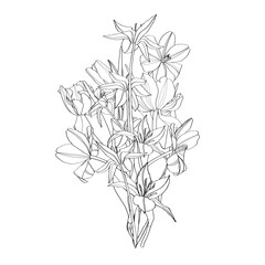 Spring tulips Flowers. Vintage botanical illustration. Design element. Black and white. Engraving.