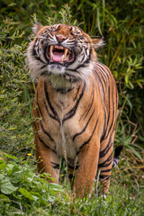 Growling Sumatran Tiger standing 
