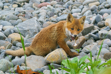 海辺のキタキツネの子供たち　北海道のかわいい野生動物