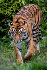 Sumatran tiger prowling towards viewer