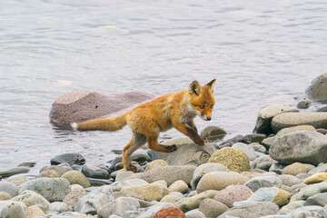 海辺のキタキツネの子供たち　北海道のかわいい野生動物