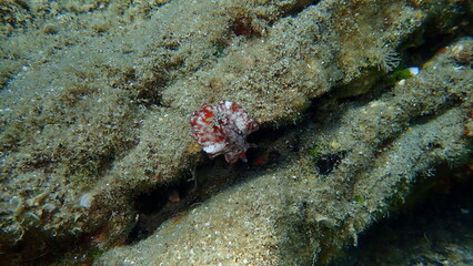 Sea slug redbrown nudibranch or redbrown leathery doris (Platydoris argo) undersea, Aegean Sea, Greece, Halkidiki