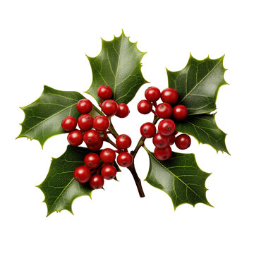 A sprig, leaves, of green holly and red berries for Christmas decoration isolated on white background
