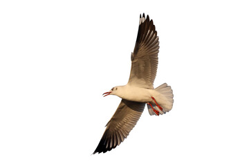 Beautiful flying seagull isolated on transparent background png file
