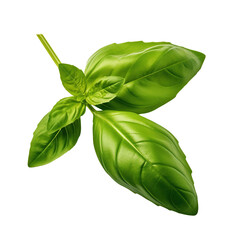  Fresh green basil leave isolated against a white background