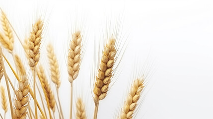 Spices of wheat on a white background