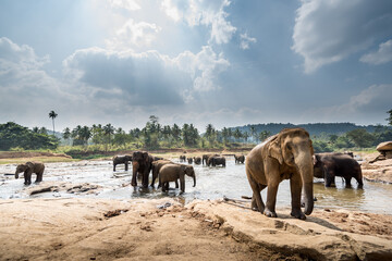 elephants beautiful landscape