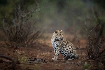 beautiful shot african leopard sitting ground