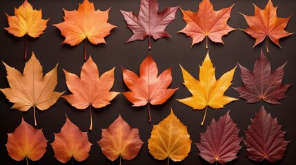 Autumn Leaf Color Maple Leaf on color background.