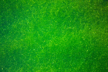 Surface of green swampy water. - obrazy, fototapety, plakaty