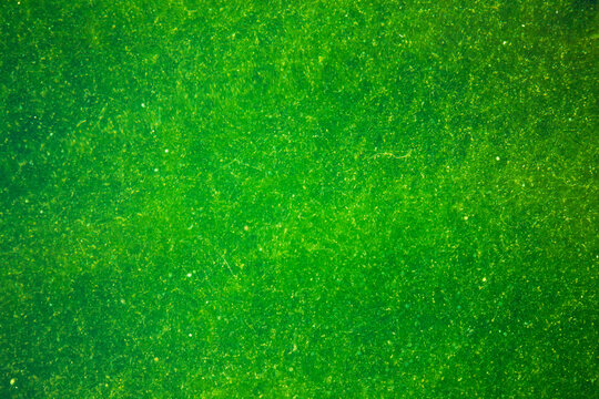 Surface of green swampy water.