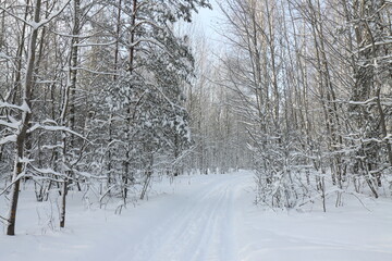 Ski track in a birch grove