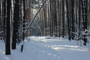 Ski track in a pine forest