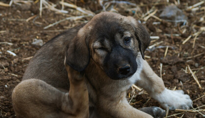 Cute brown puppy scratching his ears
