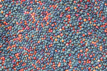 Citlembik - Pistacia Terebinthus - Terebinth Berry - Celtis Occidentalis