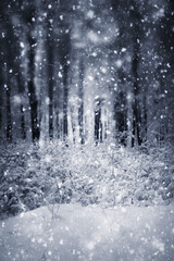 snow flakes falling in forest, winter background