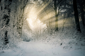 sun light in snowy winter woods - obrazy, fototapety, plakaty
