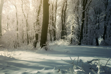 morning in winter woods with warm sun light