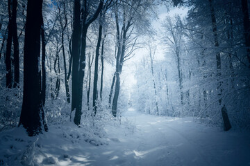 snowy road in dark winter forest - obrazy, fototapety, plakaty