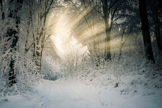 sun light in snowy winter woods