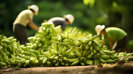 Big stack of healthy, raw and organic green bananas placed on the ground. People in rural environment doing the agricultural labor in the background, collecting the fresh tropical fruits in the garden