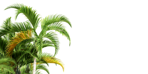 Isolated palm tree on white background