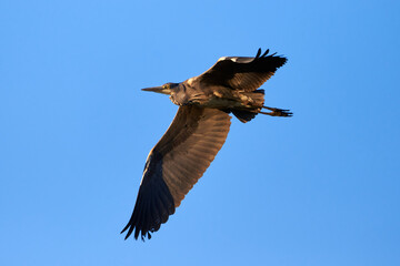 Grey heron bird in flight (Ardea cinerea)