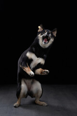 vocal dog projects a powerful howl, captured in profile against a stark black studio background