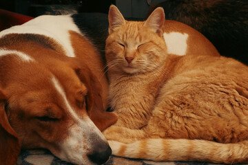 Dog and ginger cat sleep together. Friendship of pets. Cute animals are on the bed. Real photo.
